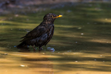 Blackbird (Turdus merula) takes a bath