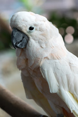 Close-up of a beautiful white cockatoo Salmon-crested bird that is sticking on a branch.