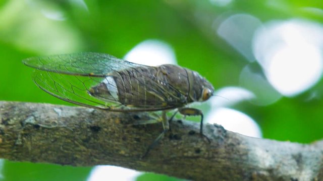 macro cicada sits on tropical tree brown branch against green blurred swaying leaves in natural habitat