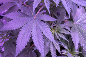 cannabis pflanzen