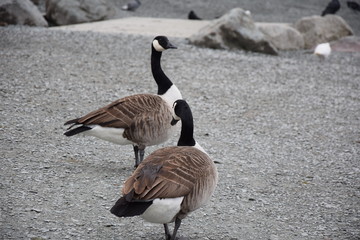 Canada Goose in England