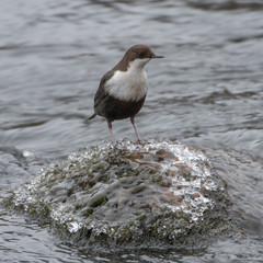 Dipper