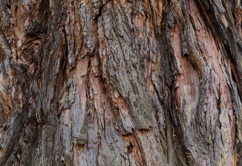 The bark of the sequoias. Texture.
