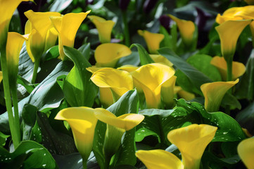 Yellow calla lily flowers in the garden