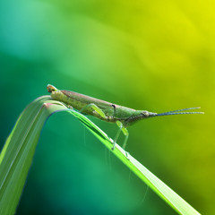 grasshopper on leaf