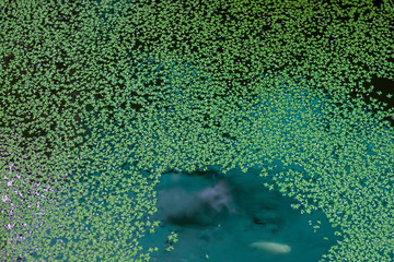 Duckweed or Lemna minor in  the pond for background.