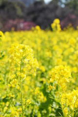 Obraz premium 菜の花畑