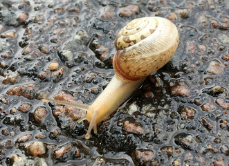 Big garden snail in shell crawling on wet road hurry home