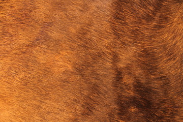 ein braunes Kuhfell als Hintergrund