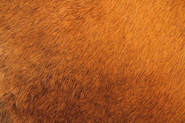 ein braunes Kuhfell als Hintergrund