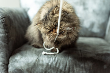 long-haired kitten playing with a string at home