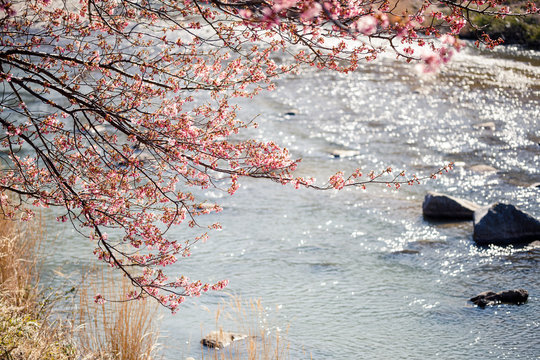 河津桜