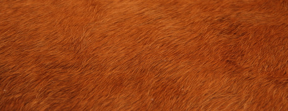 ein braunes Kuhfell als Hintergrund