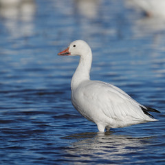 Snow Goose standing in a shallow pond in winter