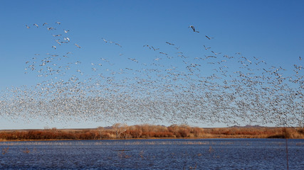 Flock of Snow Geese taking flight from a pond in winter