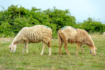 Obraz na płótnie Canvas The sheeps are eating grass in the field.