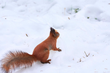 red squirrel on the snow