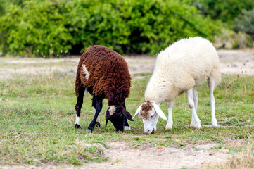 The sheeps are eating grass in the field.