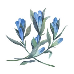 Floral arrangement in watercolor style. Beautiful compositions with gentian. Can be used as decoration for business cards, invitations and greeting cards