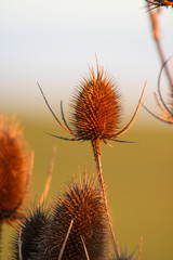 Obraz premium Distel im Herbst