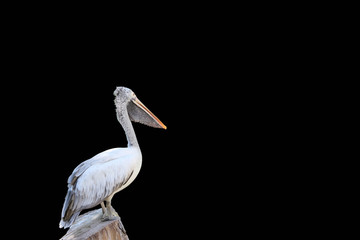The pelican perch on the timber isolate on black background. Clipping path.