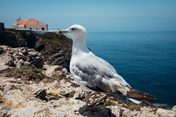Möve auf Felsen vor dem Meer