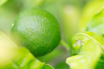 Healthy raw lime, lemon, citrus on a branch