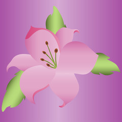 Lily on a purple background
