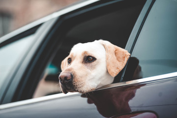 Labrador looks in the car window