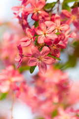 Pink cherry tree branch blossom in beautiful spring season background