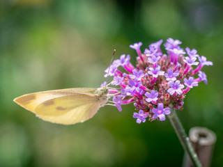 Kleiner Kohlweißling auf violetten Blüten einer Verbena