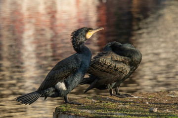Grand cormoran - Port du Légué - Saint-Brieuc