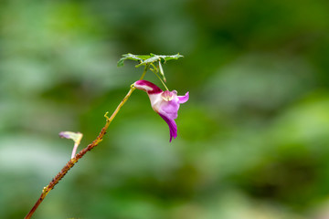 The orchid that looks like a parrot