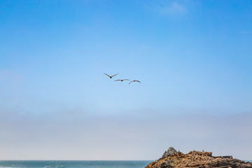 Pelicans in flight over Seal Rock, off the Californian coast near San Francisco