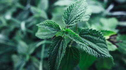 Close up of Nettle on meadow at dawn