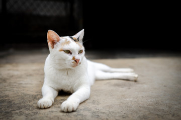 White cat with brown and black stripes. To live at home.
