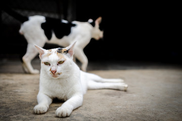 White cat with brown and black stripes. To live at home.