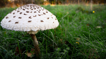 Shumble on a Green Meadow at Dawn