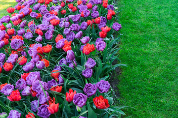 Rows of tulip flowers