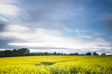 Champ de colza au printemps sous un ciel bleu nuageux