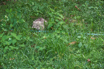 A cute cat sleeping on the grass