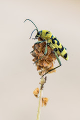 grape wood borer - Chlorophorus varius