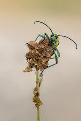 grape wood borer - Chlorophorus varius