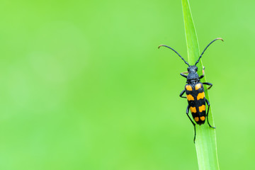 Longhorn beetle, Leptura quadrifasciata