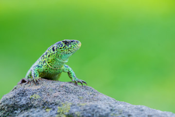 Sand lizard - Lacerta agilis