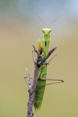 European mantis