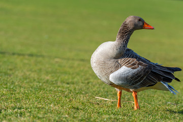 greylag goose - Anser anser