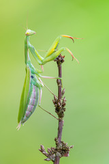 European mantis