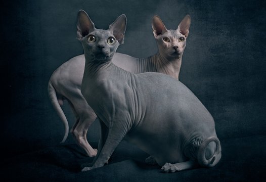 255 Best Sphynx Images Stock Photos Vectors Adobe Stock