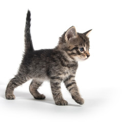 Fototapeta premium Cute gray kitten on white